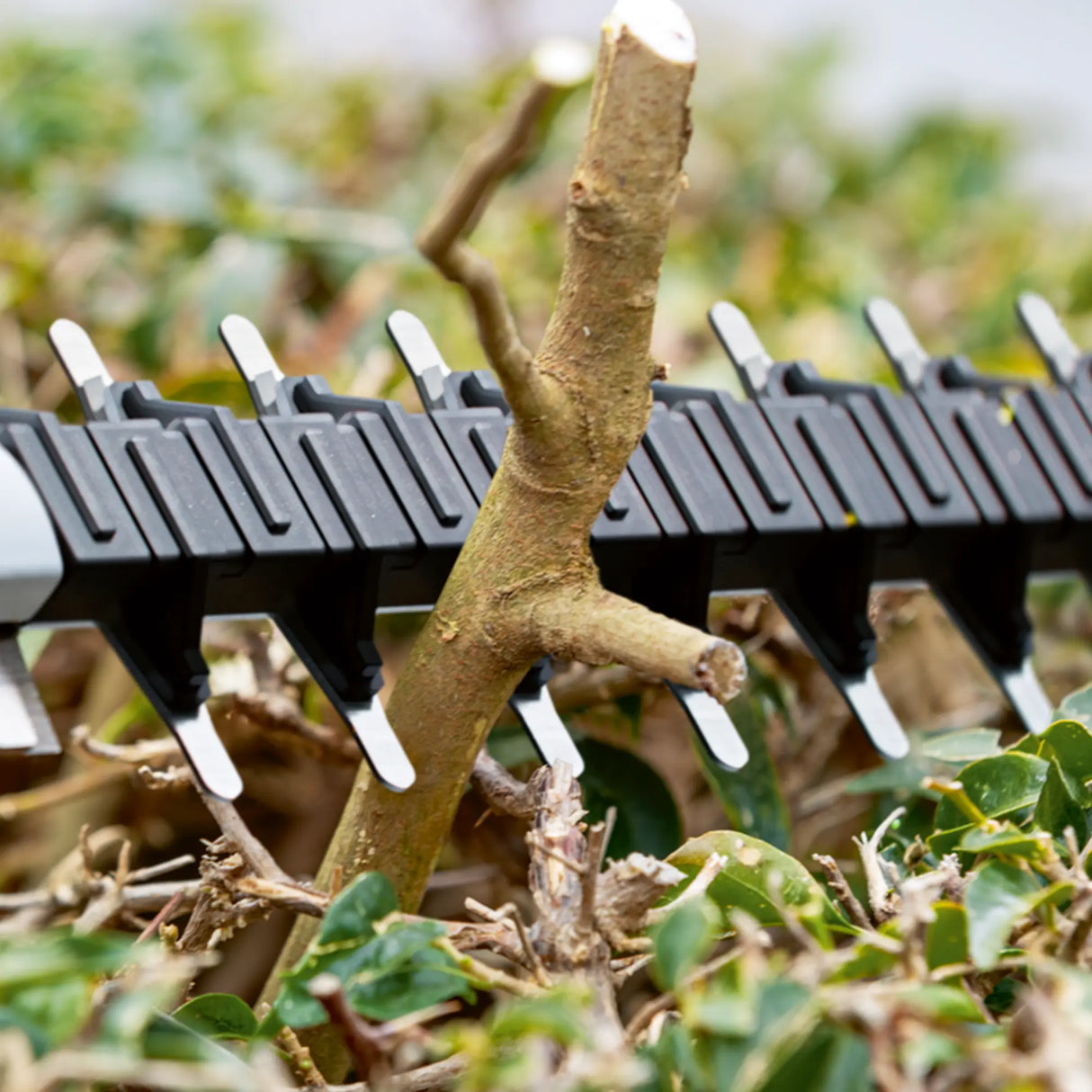 Tagliasiepi Bosch GHE 18V-50