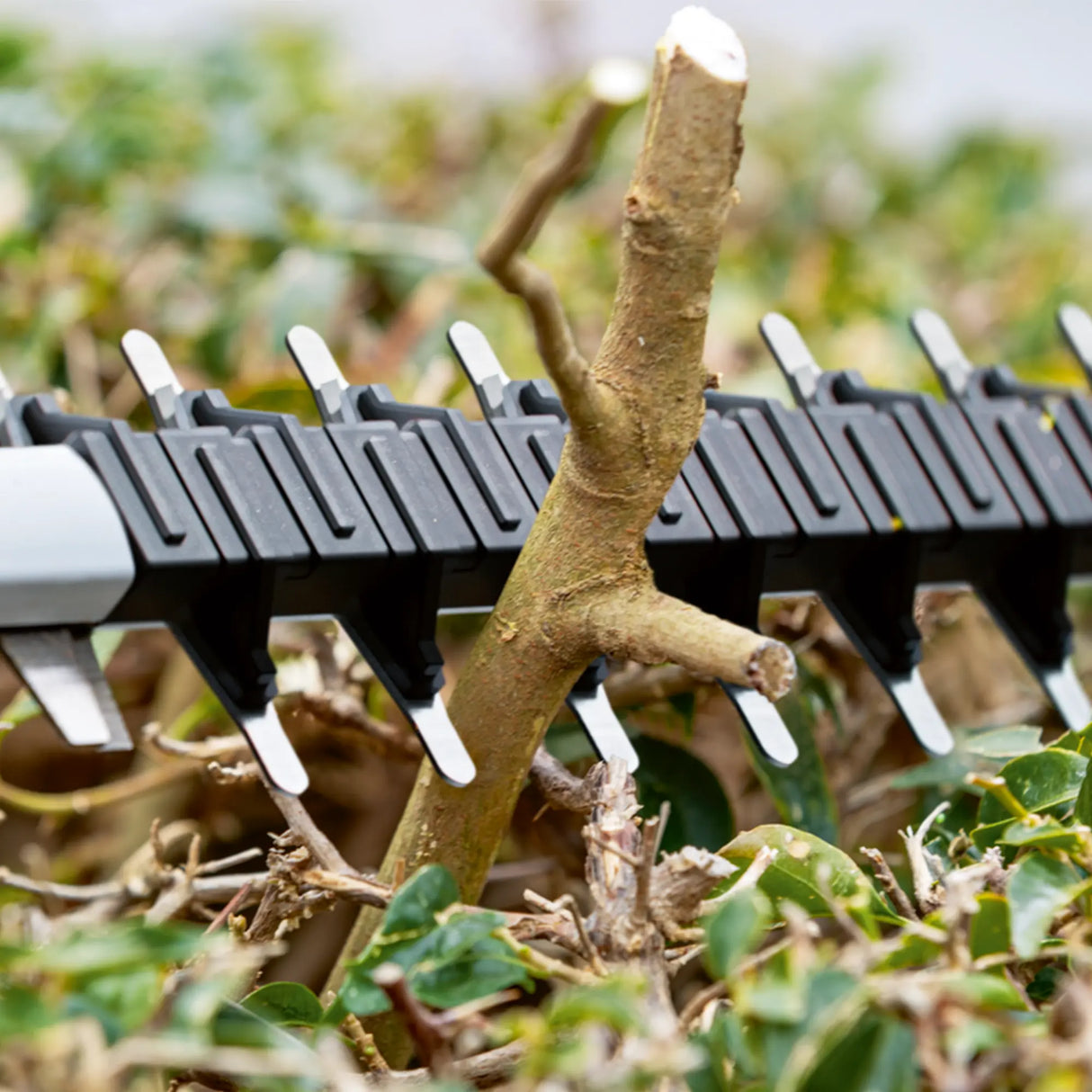 Tagliasiepi Bosch GHE 18V-60